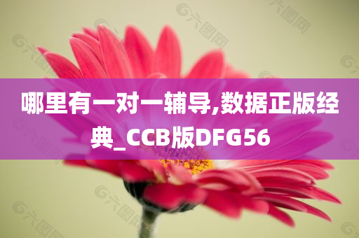 哪里有一对一辅导,数据正版经典_CCB版DFG56