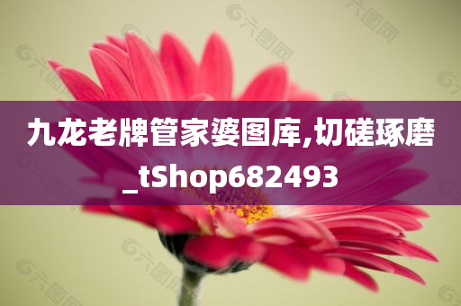 九龙老牌管家婆图库,切磋琢磨_tShop682493