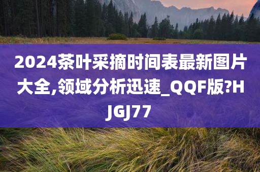 2024茶叶采摘时间表最新图片大全,领域分析迅速_QQF版?HJGJ77